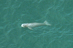 Porpoise