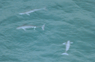 Finless Porpoise