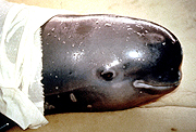 Finless Porpoise