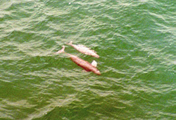 Porpoise