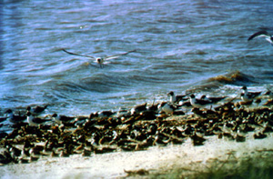 Thousands of horseshoe crab adults gathered on a beach of Delaware Bay to mate and lay eggs during breeding season