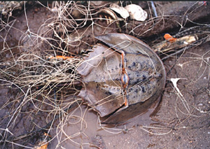 A horseshoe crab is trapped in an abandoned fishing net.