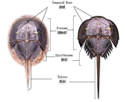 Horseshoe Crab