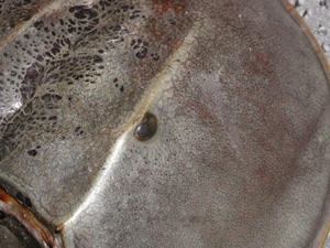 Compound eyes of a horseshoe crab