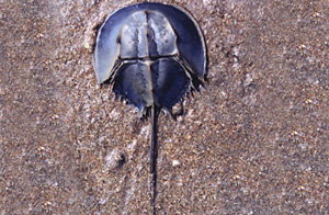 An "ancient" and a "modern" horseshoe crab