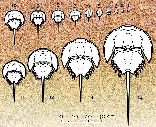 Size of 1st 14 instars of horseshoe crab