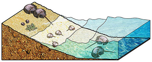 Habitats of horseshoe crabs