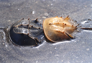 A molting horseshoe crab