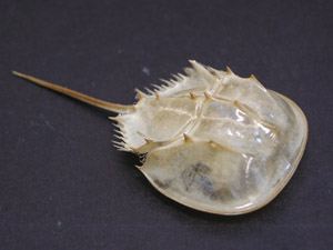 A molt of horseshoe crab