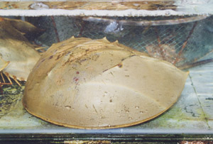 A large horseshoe crab
