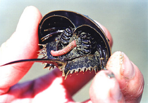 A horseshoe crab is feeding a marine worm.