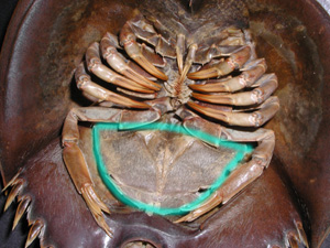 Book-like gills of horseshoe crab 