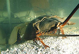 A molting horseshoe crab (Taiwan Academia Sinia, Institute of Zoology)