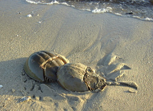 A horseshoe crab mating pair on a beach (by Gary Brewer)