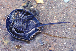 A horseshoe crab is using its long tail to overturn itself.