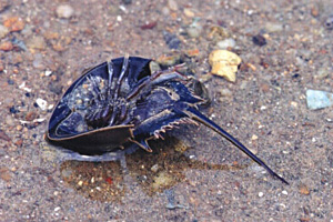 A horseshoe crab is using its long tail to overturn itself.