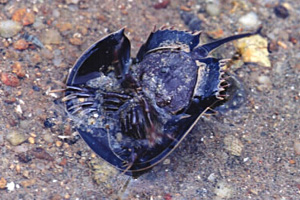 A horseshoe crab is using its long tail to overturn itself.