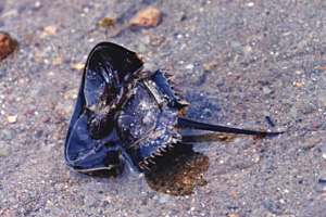 A horseshoe crab is using its long tail to overturn itself.