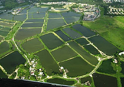 Wetlands in Hong Kong