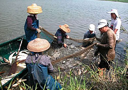 Fish farming in aquacultural ponds