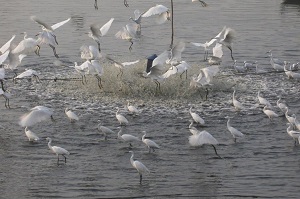 Little Egrets