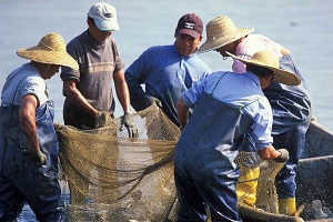Fish harvesting