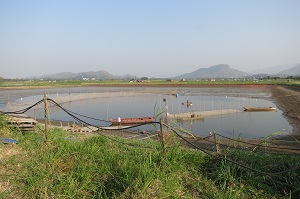 Fish Pond