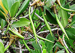 Mangroves2