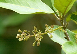 Mangroves3