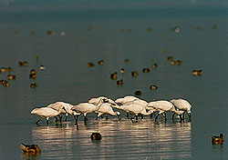 Waterbirds1