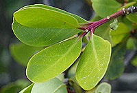 Salt glands of Aegiceras corniculatum