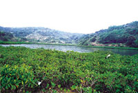 Hoi Ha Wan mangroves
