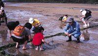 Mangrove planting