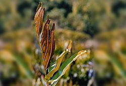 Acanthus ilicifolius