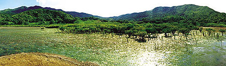Pneumatophores of Avicennia marina