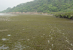 Seagrass bed at San Tau