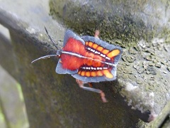 Nymph of Lychee Stink Bug (Tessaratoma papillosa)
