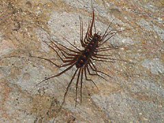 Long-legged Centipede