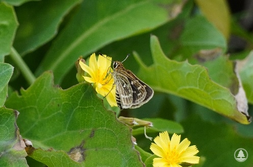 Taractrocera maevius on Basalt Island, Hong Kong