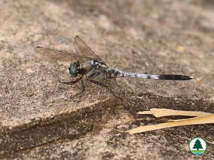 Male Orthetrum albistylum