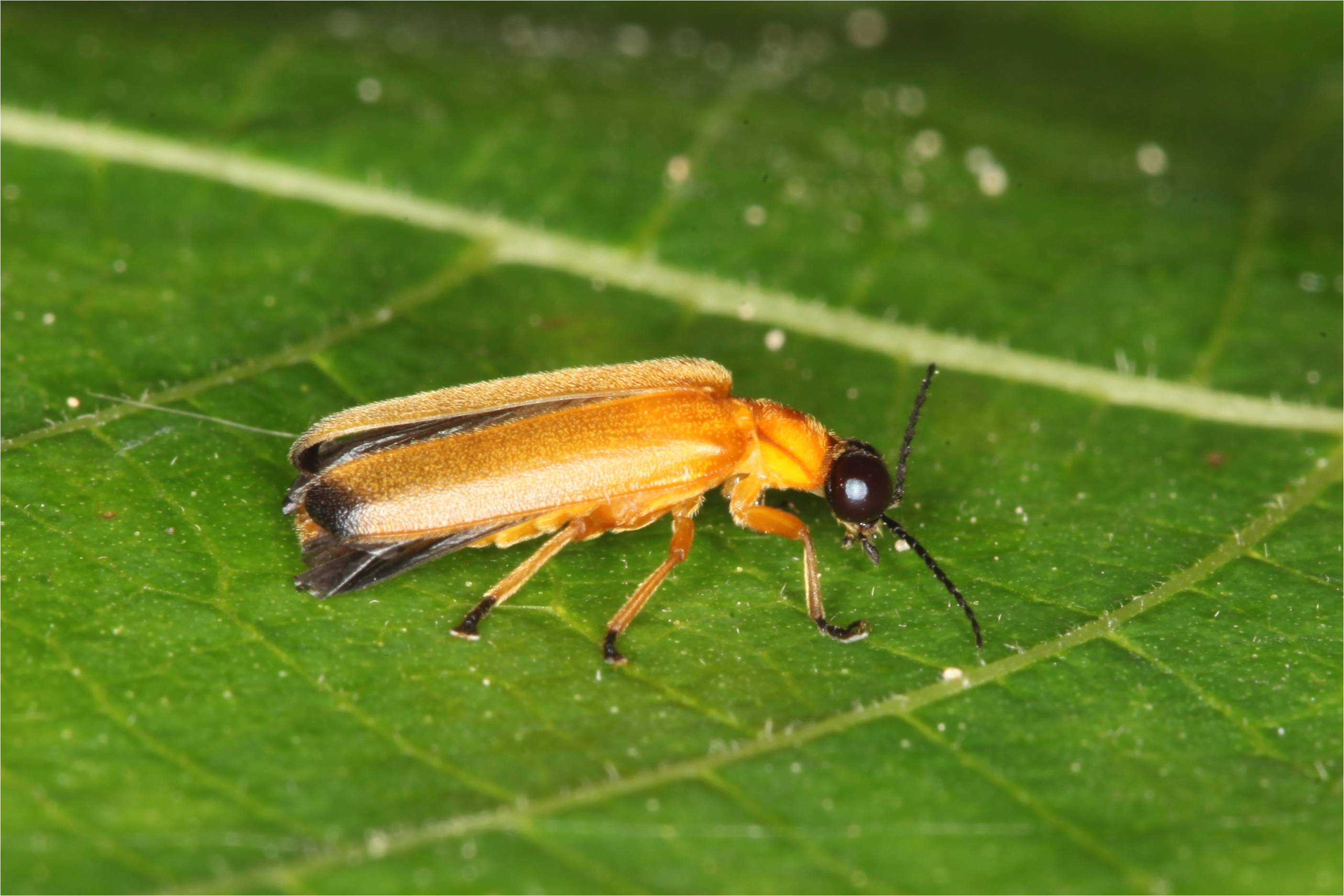 Pteroptyx sp.