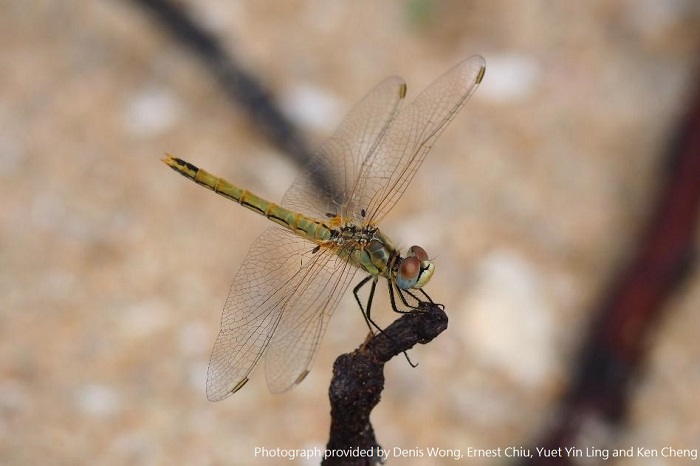 Female Sympetrum fonscolombii