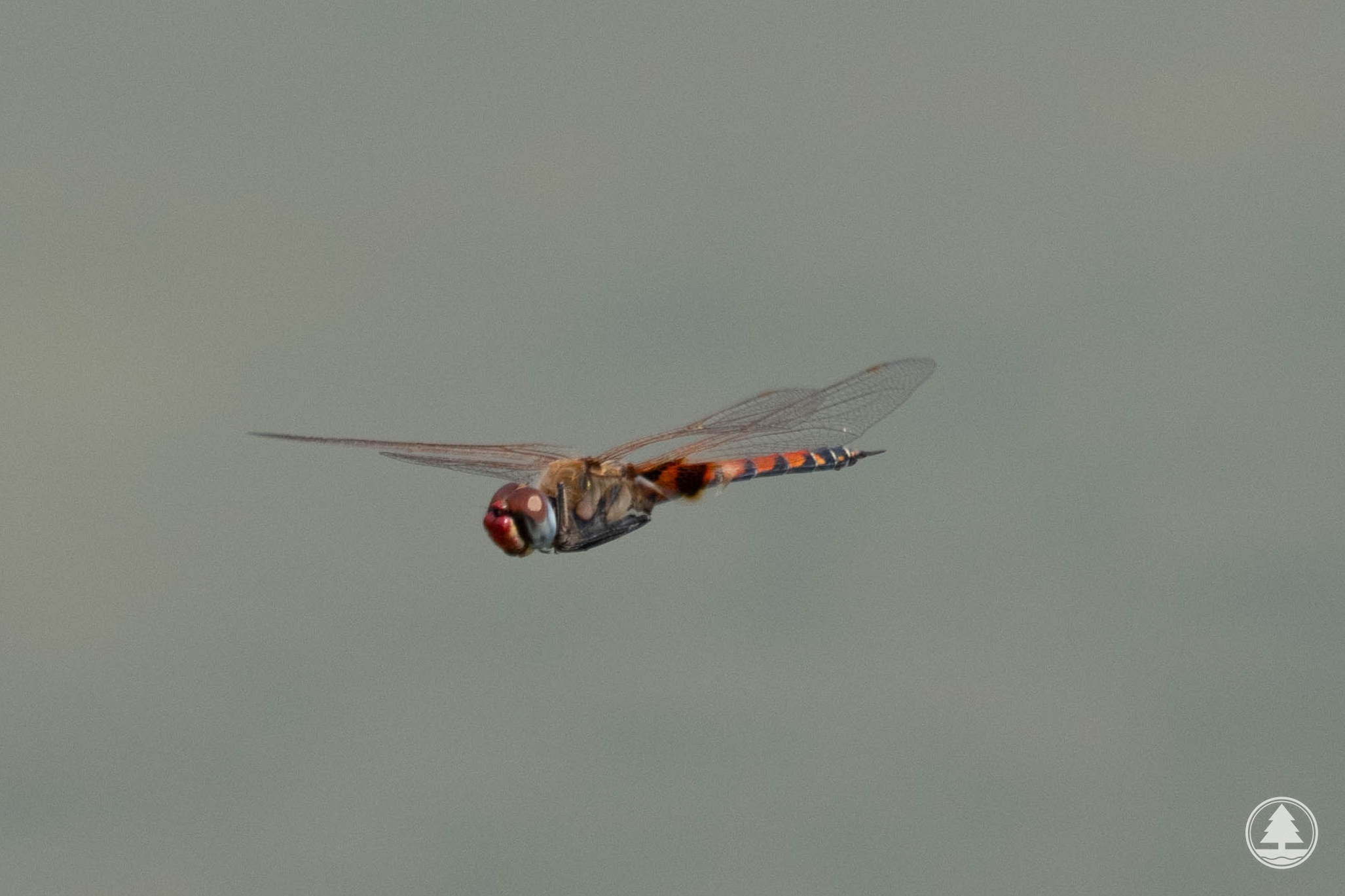 Male Tramea basilaris burmeisteri