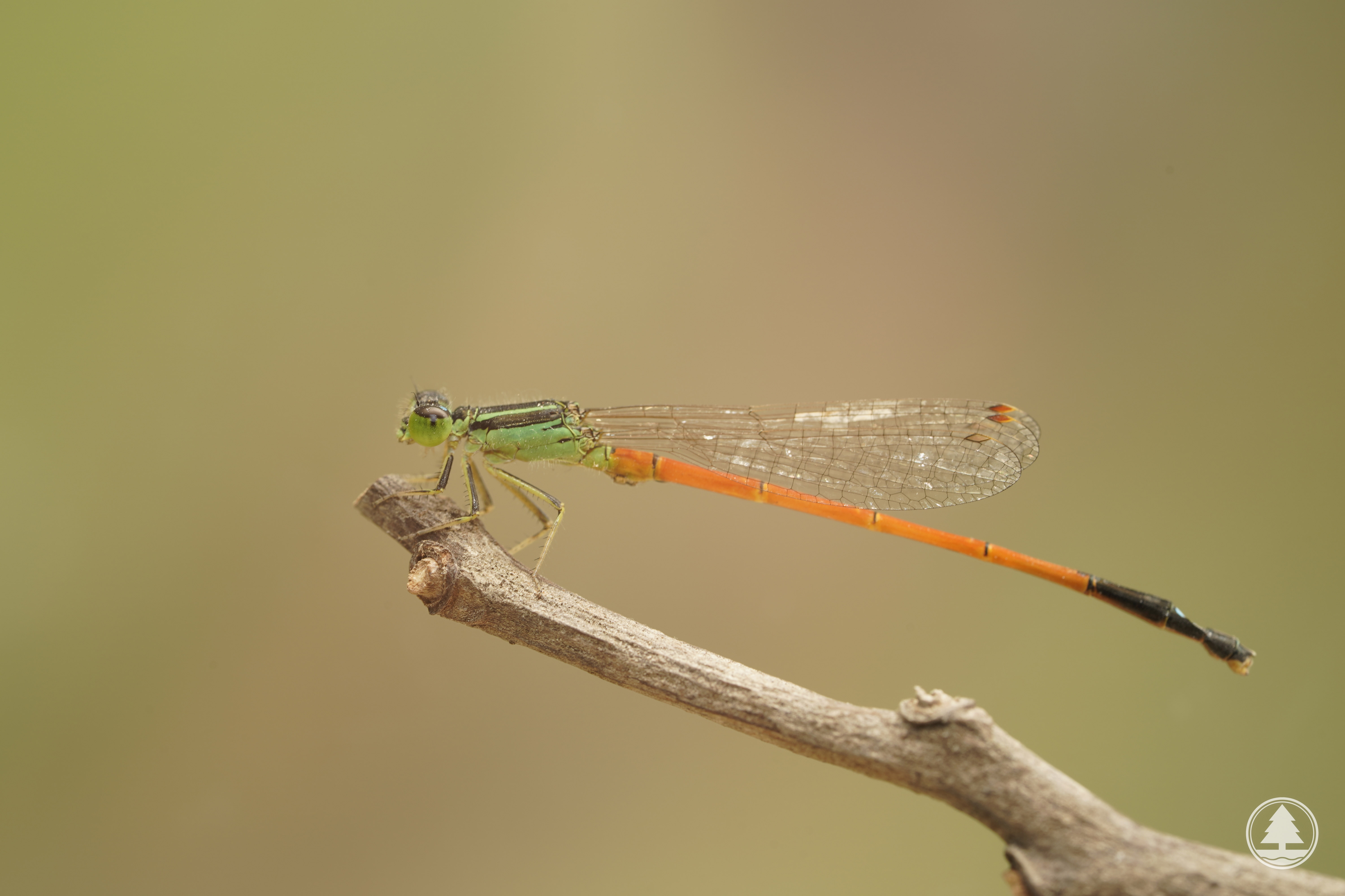 Male Ischnura rufostigma