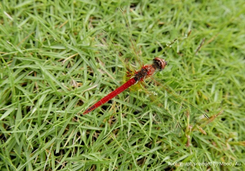 Male Sympetrum fonscolombii