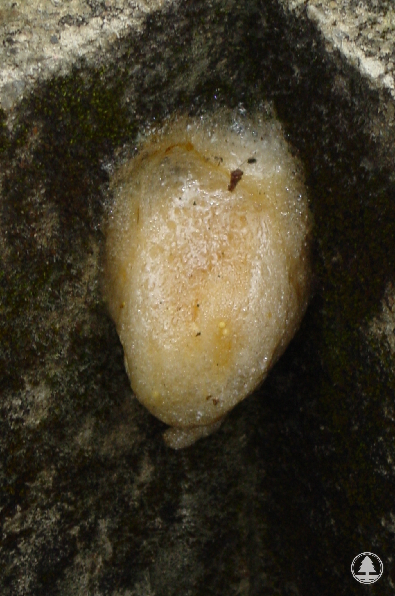 Egg mass of Brown Tree Frog 