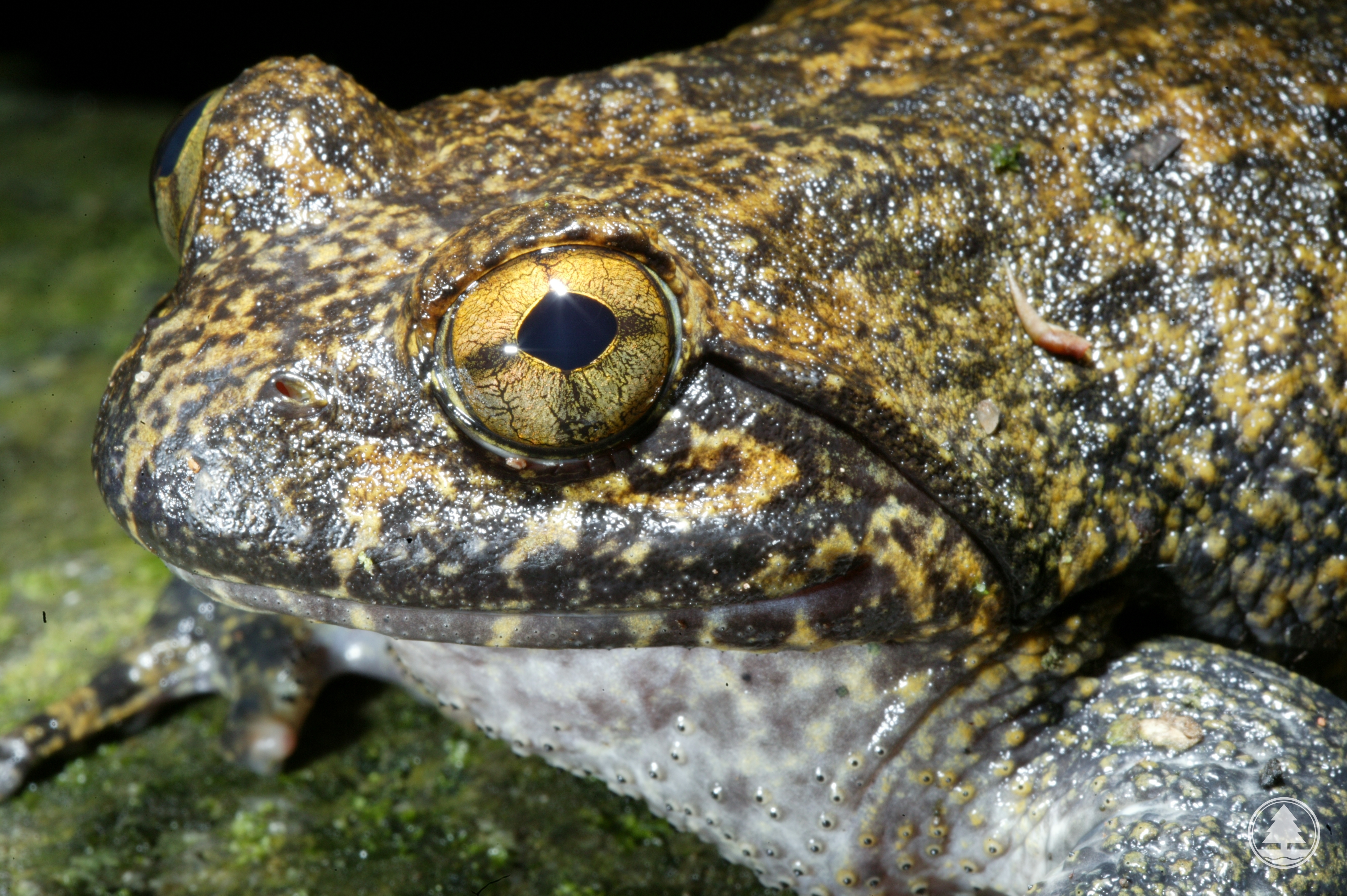 Giant Spiny Frog 