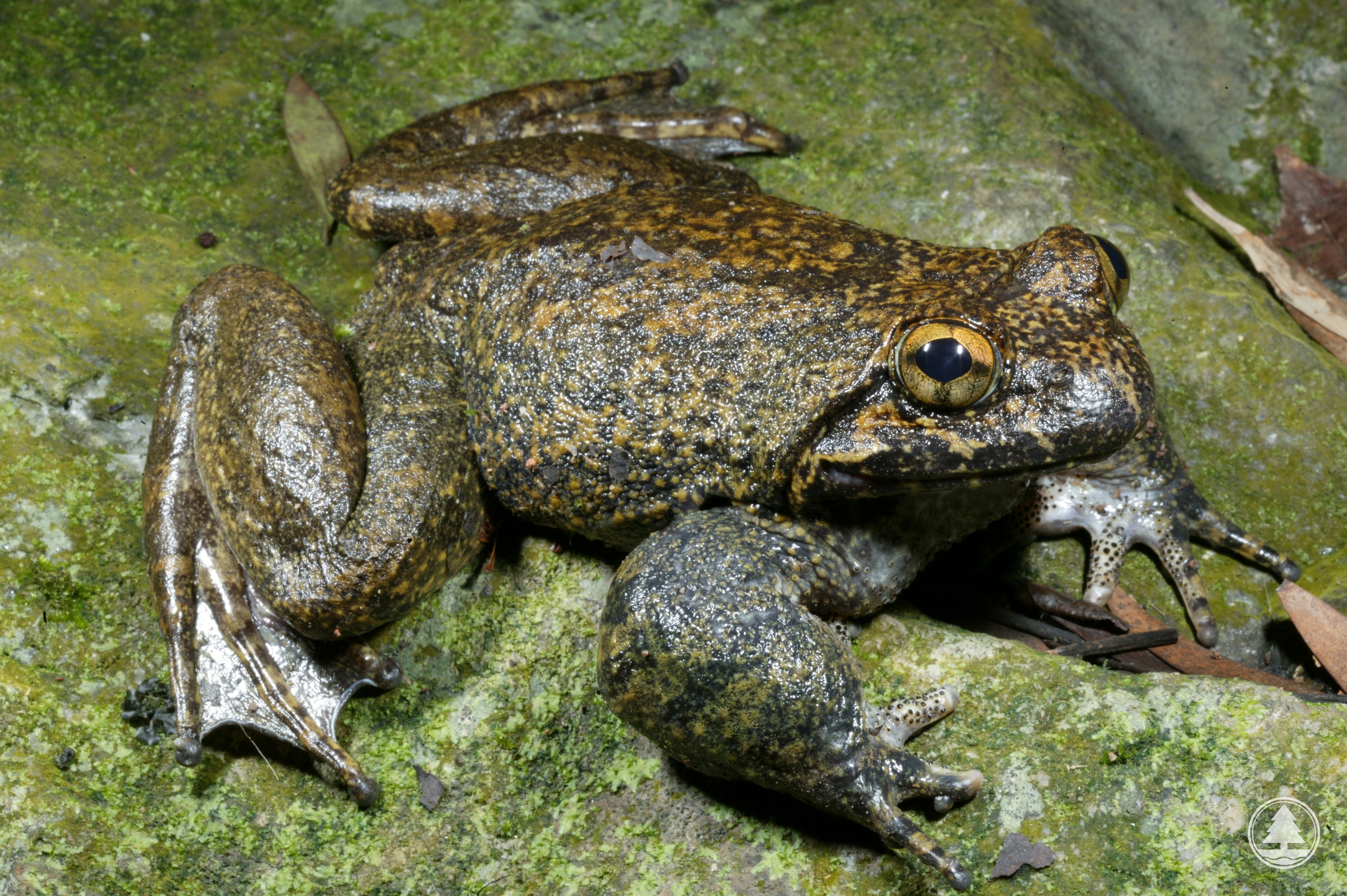 Giant Spiny Frog 