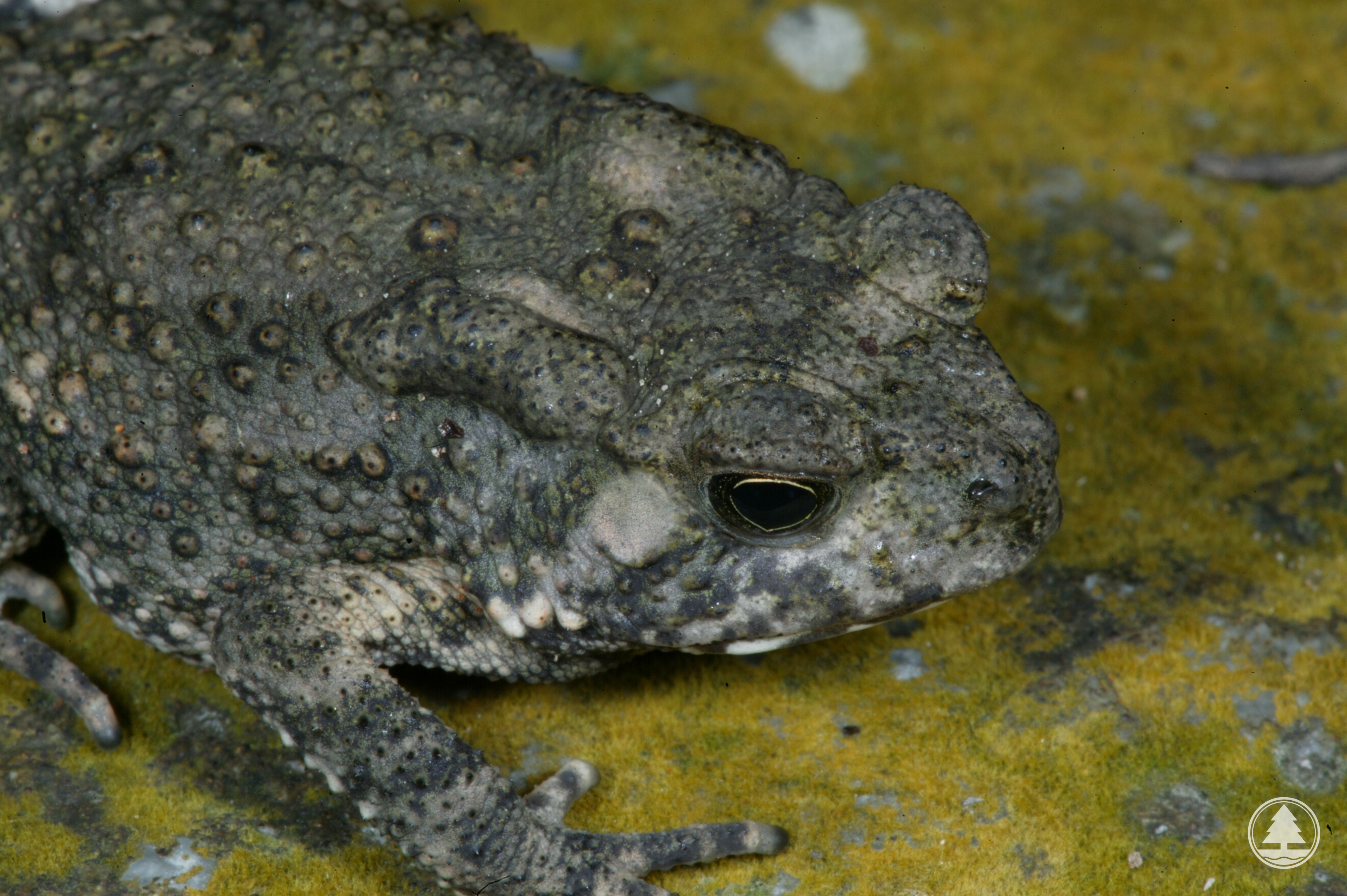 Poison glands of Asian Common Toad 