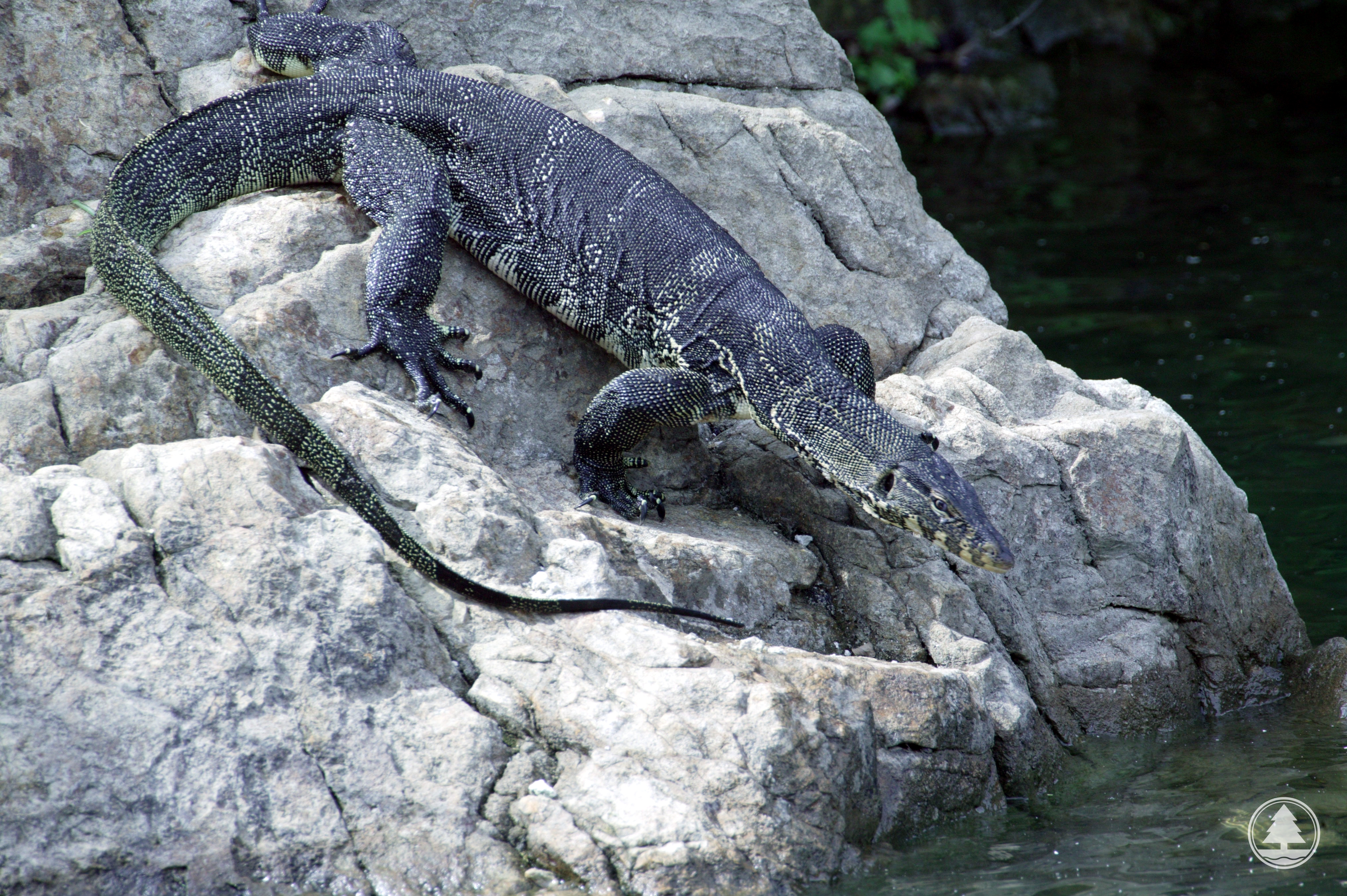 Common Water Monitor 